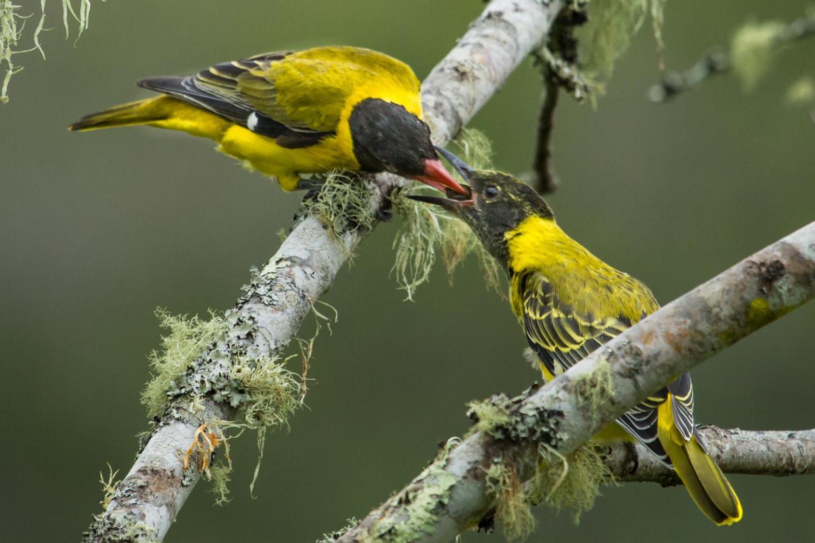 Teniqua Treetops Karatara Settlement Экстерьер фото
